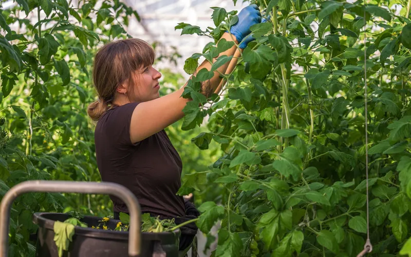 Travailleuse entretenant des plants de tomates sous serre
