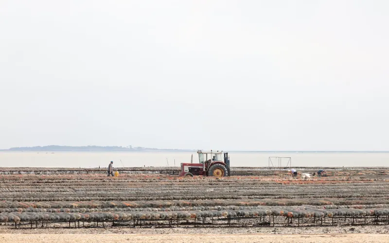 Travailleurs et tracteur au milieu des tables d’un parc ostréicole