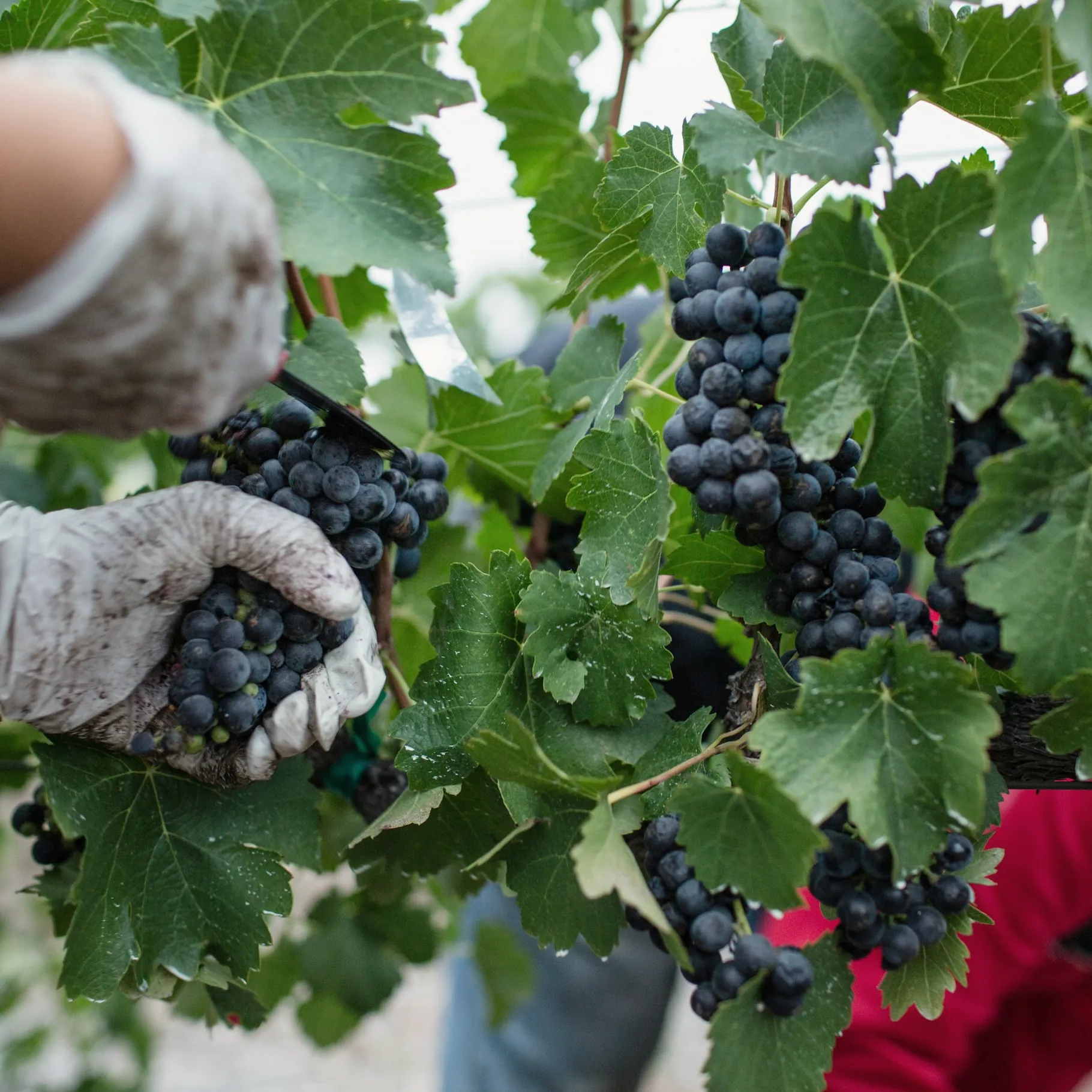 Des mains gantées coupent une grappe de raisin pendant les vendanges
