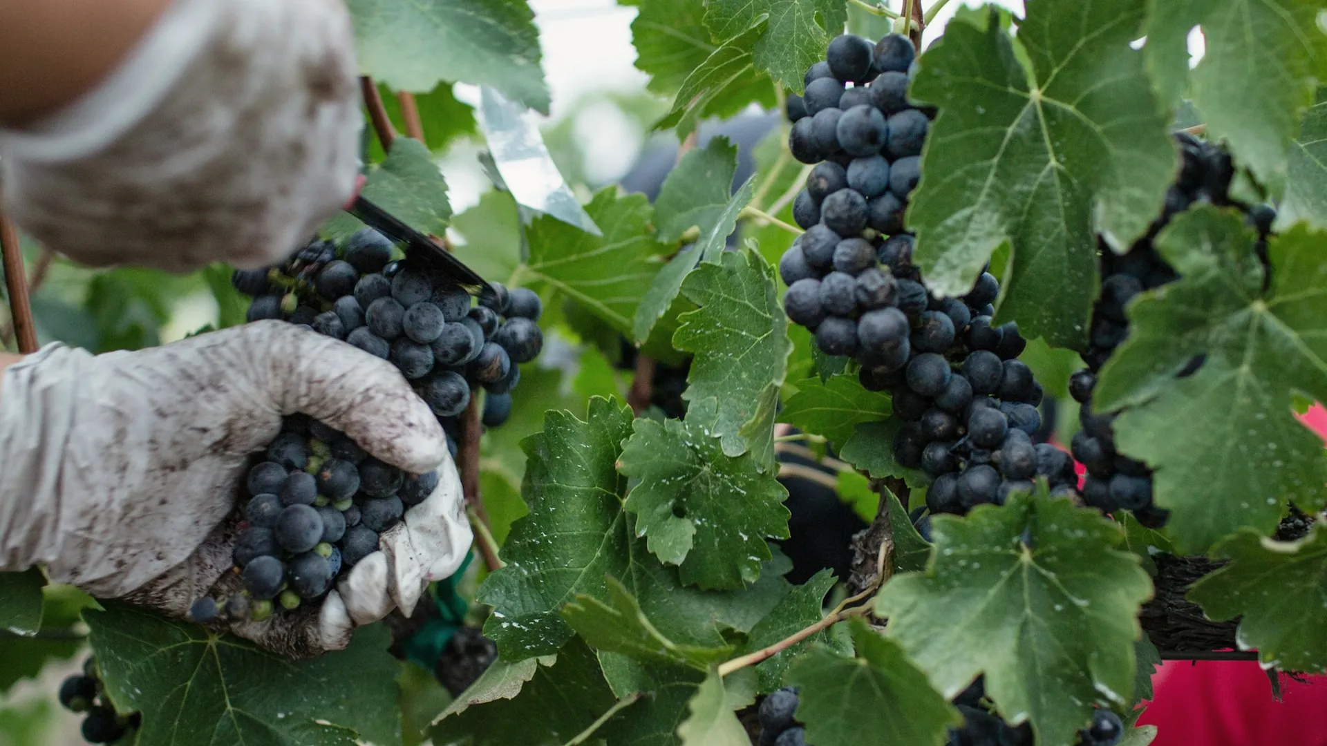 Des mains gantées coupent une grappe de raisin pendant les vendanges